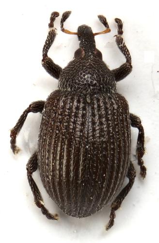 Anoplus plantaris